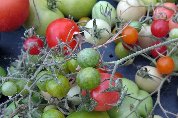 Ripe and unripe tomatoes