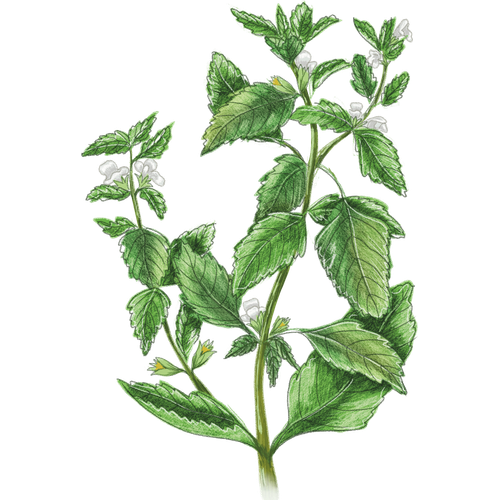 Lemon Balm & More