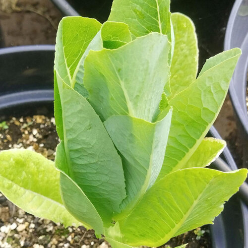Young romaine lettuce with upright, elongated leaves