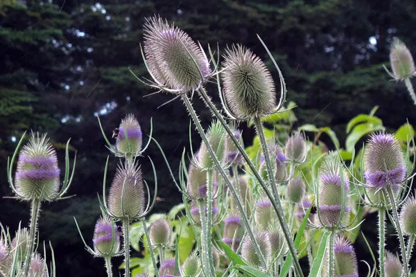 Wild teasel in flower