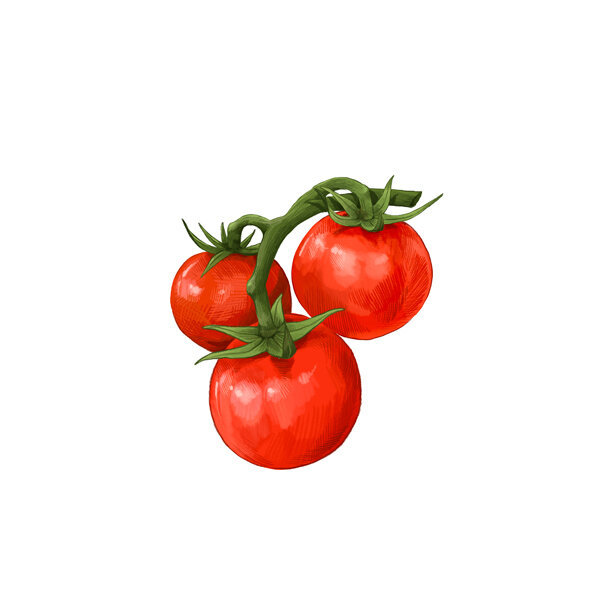 Illustration: three ripe red tomatoes on the vine