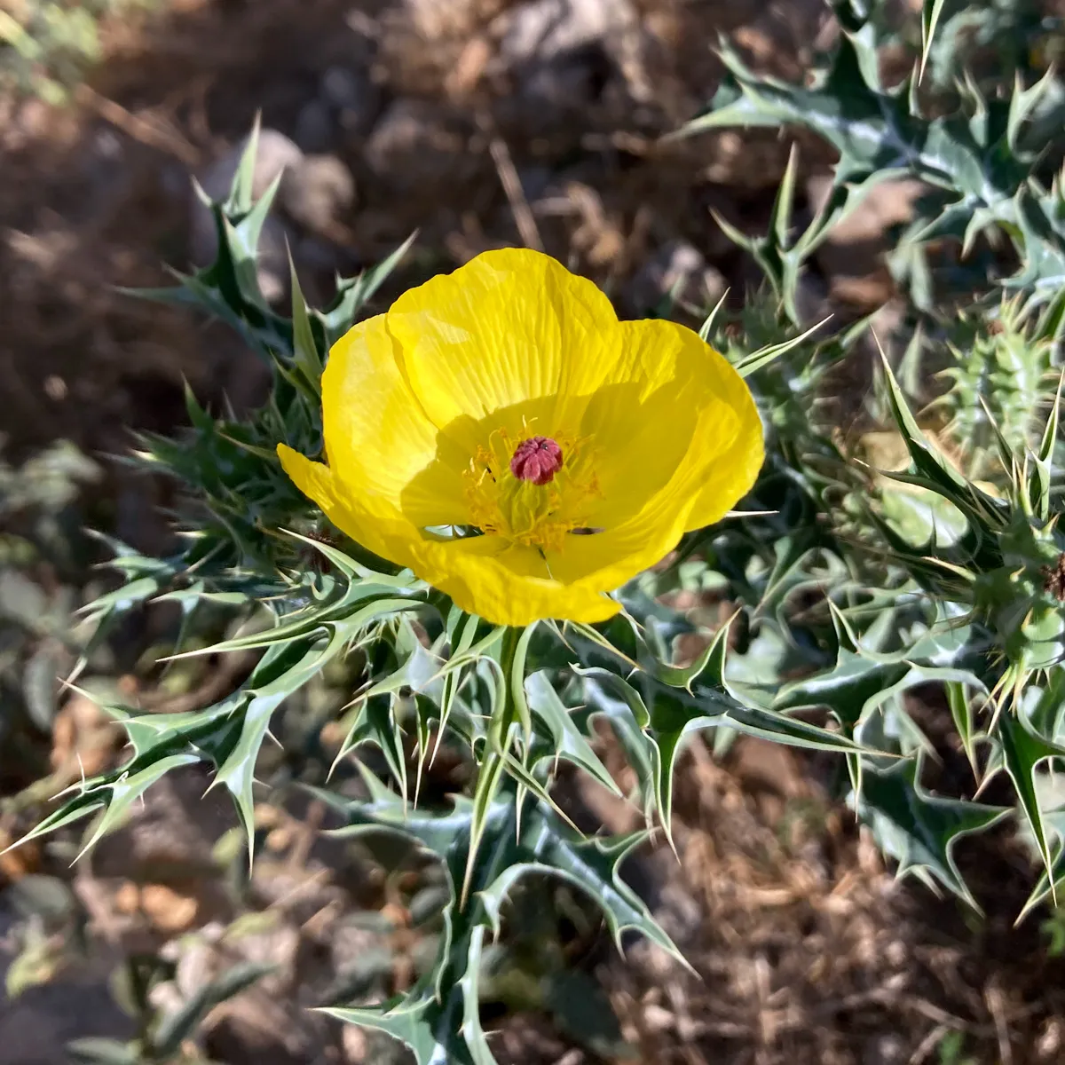 Stachelmohn (Argemone mexicana) Samen