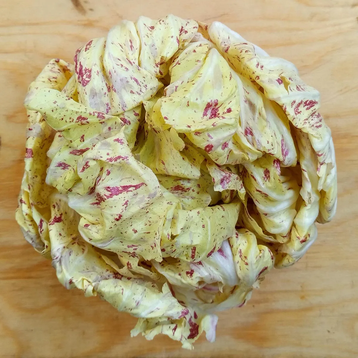 Orchideensalat / Radicchio 'Variegata di Castelfranco' (Cichorium intybus var. foliosum) Samen