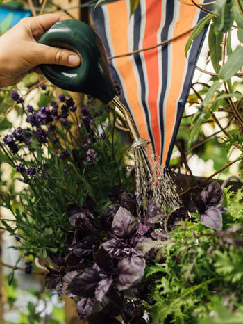 Herbs in a hanging planter bag being watered with a small watering can