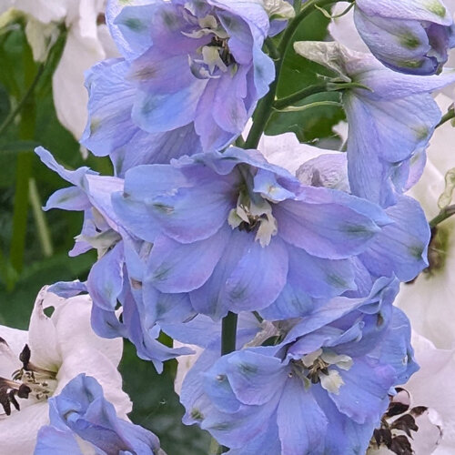 Tall larkspur (Delphinium cultorum) with pale blue flowers