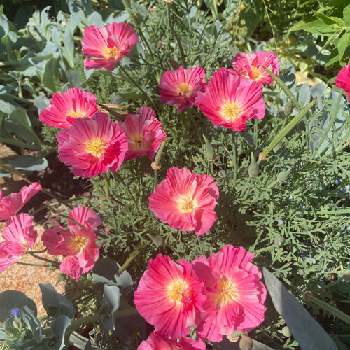 Californian Poppy 'Rose Chiffon' (Eschscholzia californica) with pink flowers