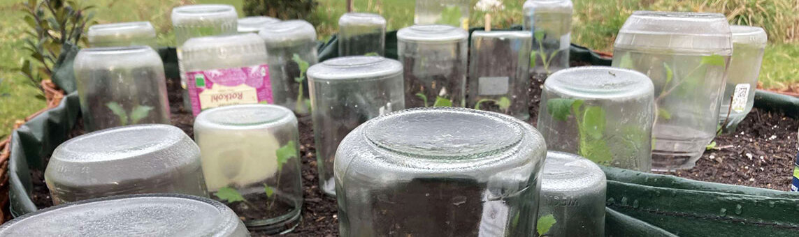 Bringing the harvest forward: upturned preserving jars as cloches over young plants in a bed