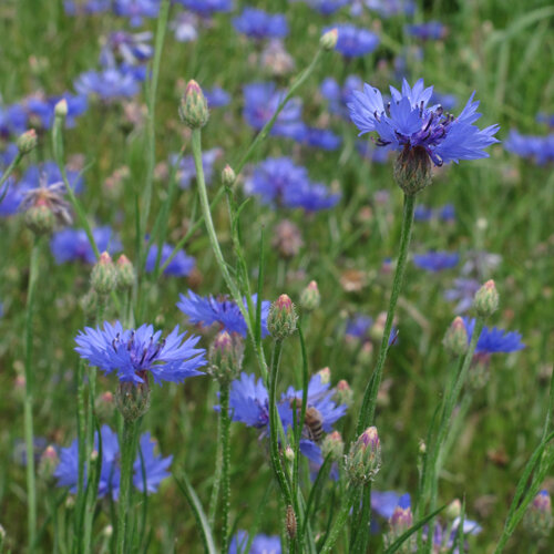 Cornflowers (Centaurea cyanus) with bright blue flowers and buds in a meadow