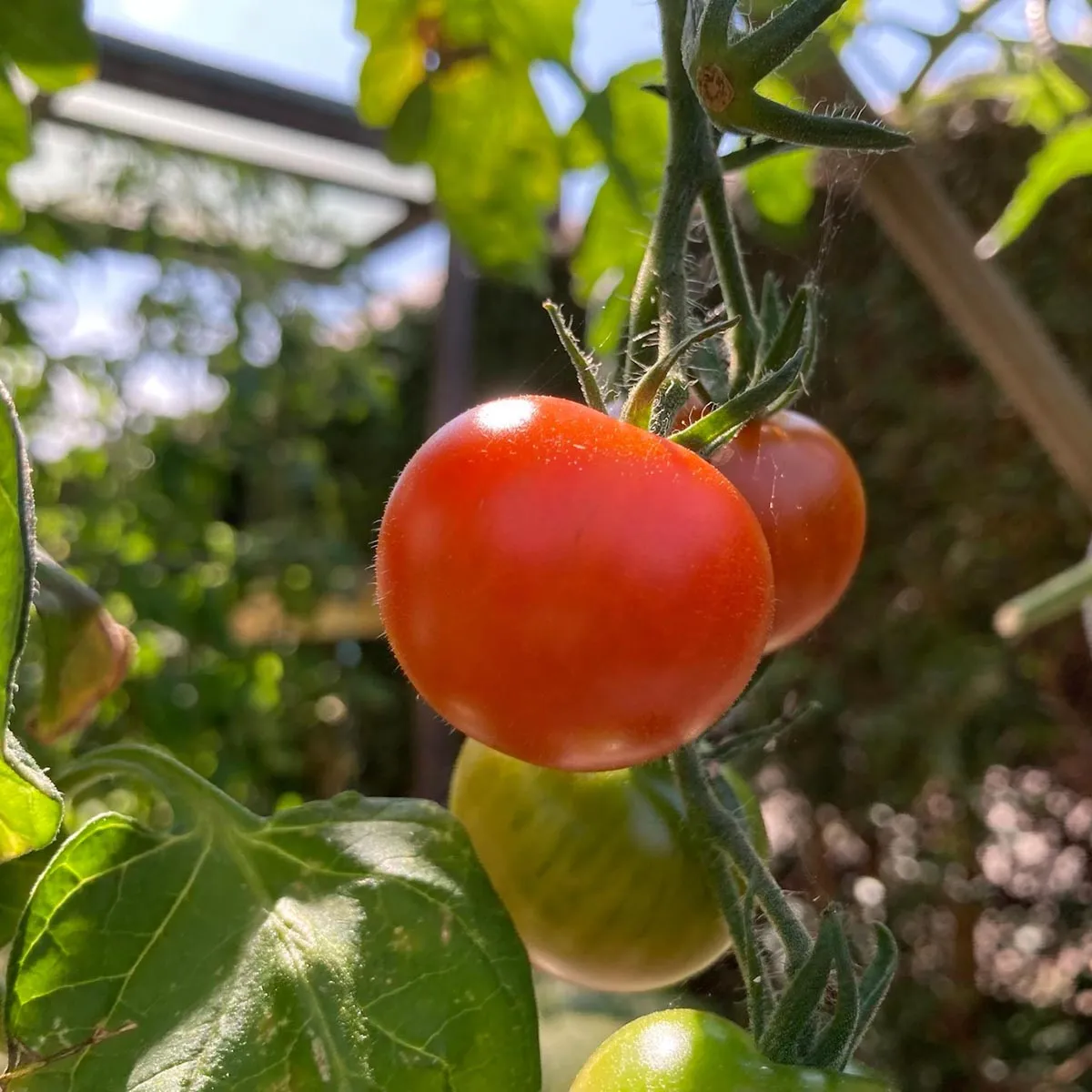 Cocktailtomate 'Zuckertraube' (Solanum lycopersicum) Bio Saatgut