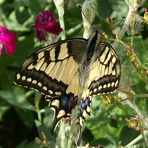 Swallowtail butterfly feeding on a flower, with pink flowers nearby