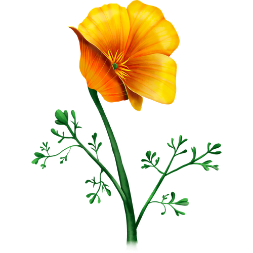 California poppy