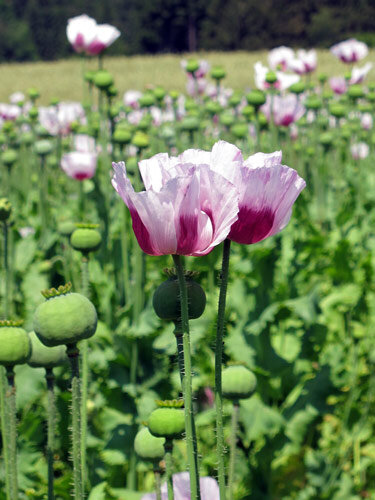 Opium poppy (Papaver somniferum) with white and purple flowers and green seed pods in a field