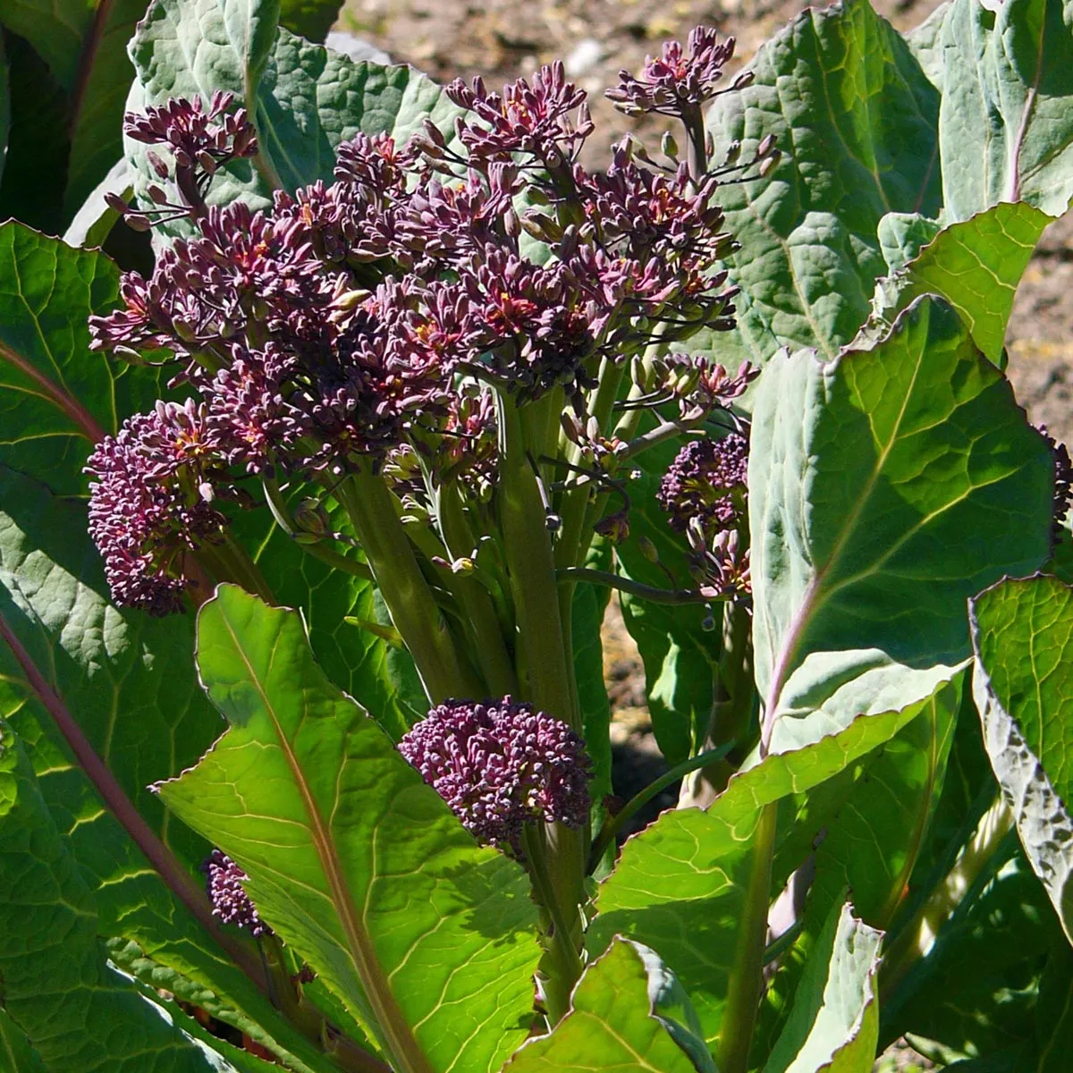 Knospenkohl 'Purple Sprouting' (Brassica oleracea var. italica) Samen