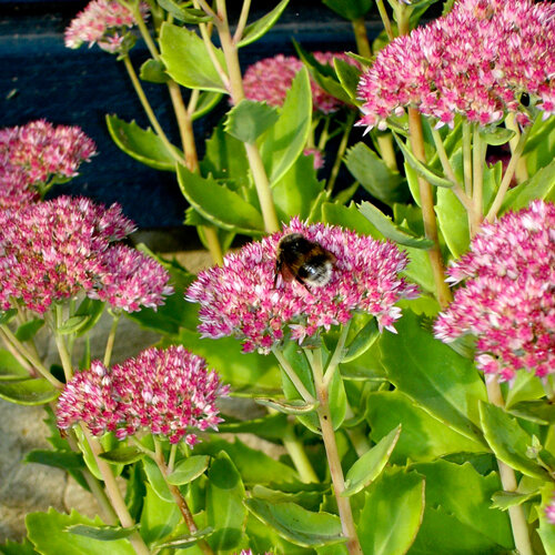 Stonecrop (Sedum spectabile) with pink flower heads, a bumblebee on one of them