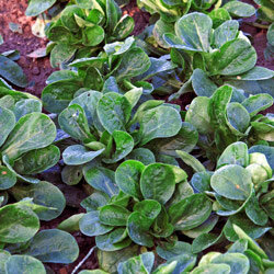 Lamb's lettuce with sturdy leaf rosettes in the bed