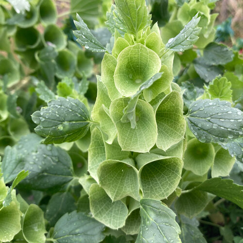 Bells of Ireland with pale green, shell-shaped calyces along the stem
