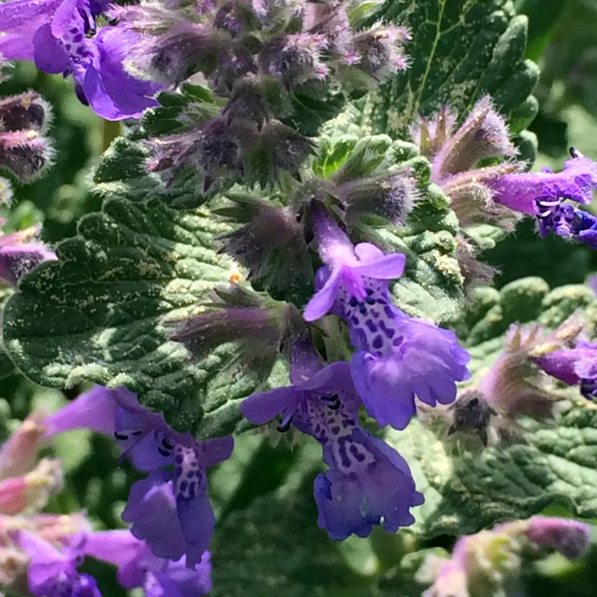 Katzenminze (Nepeta cataria) Bio Saatgut