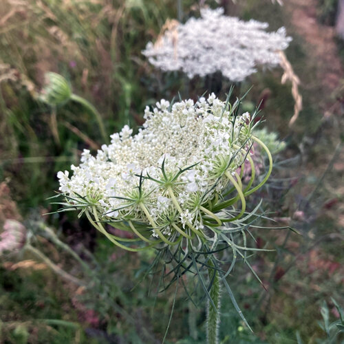 Wild carrot (Daucus carota) with a delicate white flower umbel
