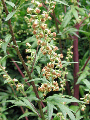 Mugwort (Artemisia vulgaris) with small flower heads on reddish stems