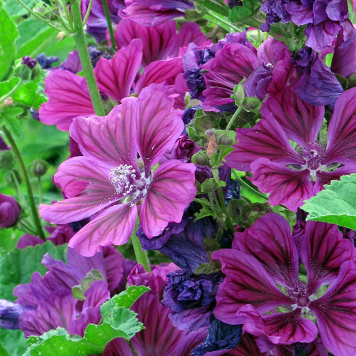 Mauritanian mallow with purple, dark-veined flowers