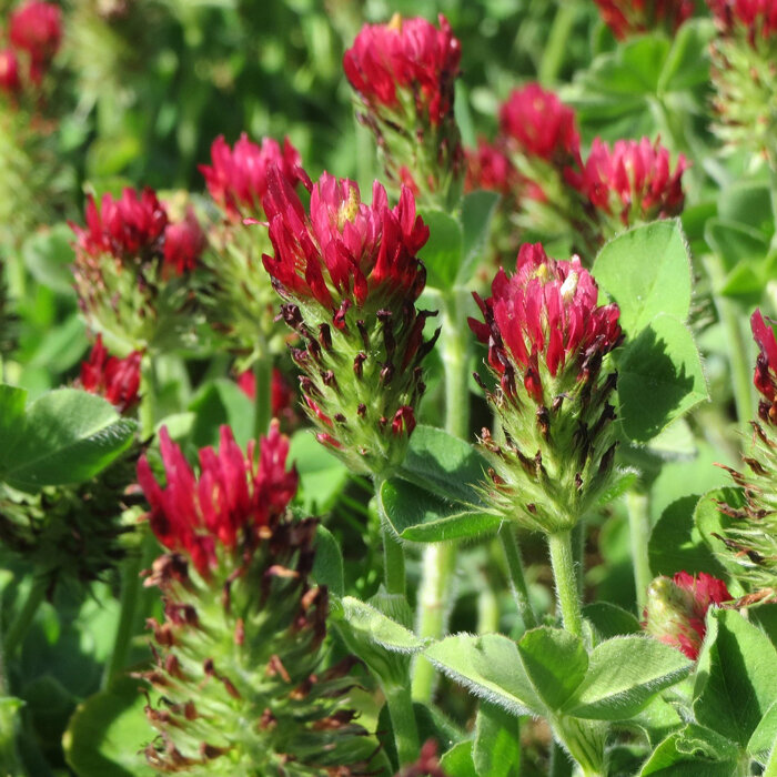 Crimson clover (Trifolium incarnatum) with bright red, elongated flower heads