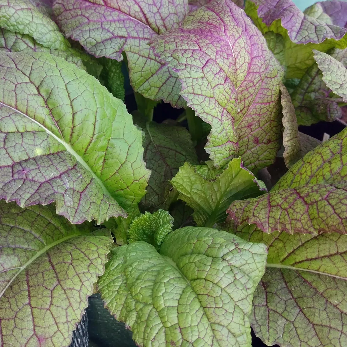 Roter Blattsenf 'Red Giant' (Brassica juncea) Samen