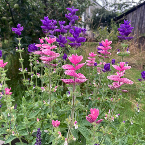 Annual clary sage (Salvia viridis) with pink and purple bracts in the garden
