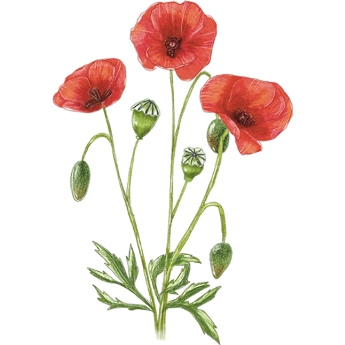 Poppies