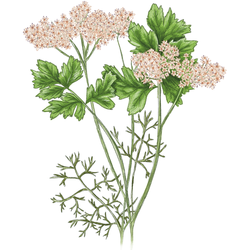 Coriander Varieties