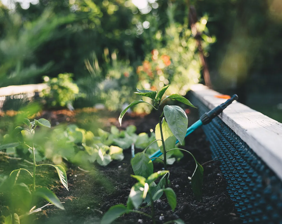 Suitable for raised beds