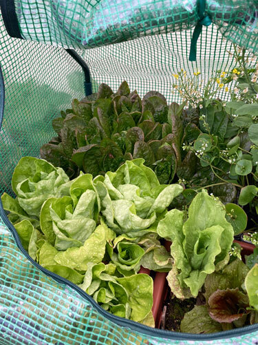 Green and red-leaved winter salads under an opened mini polytunnel