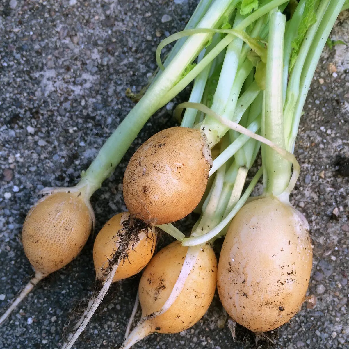 Gelbes Radieschen 'Zlata' (Raphanus sativus) Samen