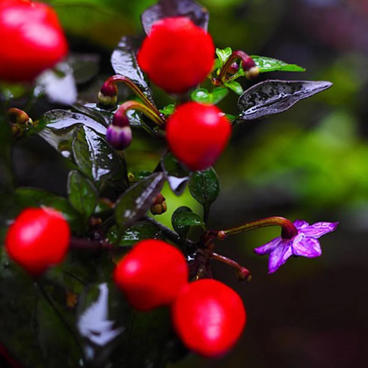 Chili 'Arizona' (Capsicum annuum) Samen