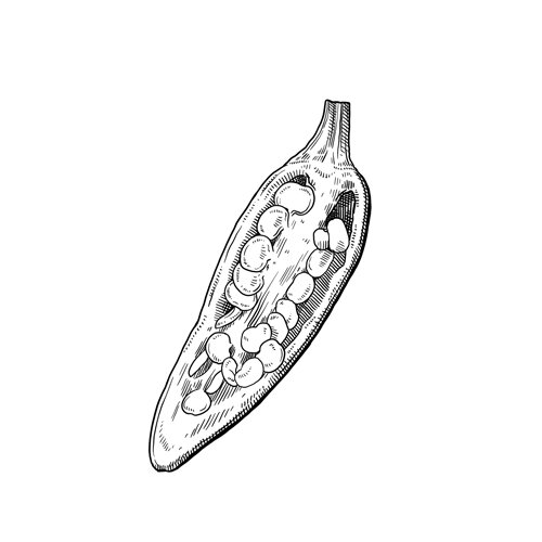 Drawing: chilli pod cut open to show the ripe seeds