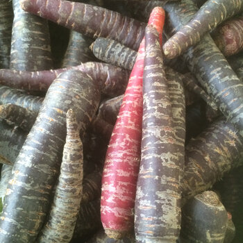 Purple and red carrots as an example of root vegetables