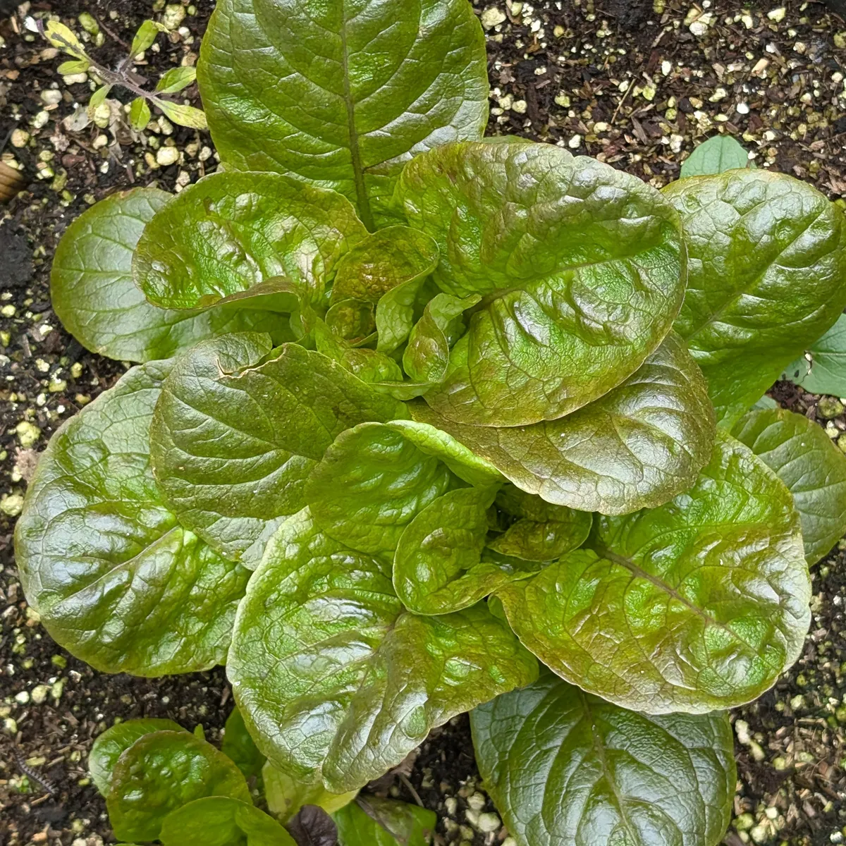 Winterkopfsalat 'Baquieu' (Lactuca sativa) Bio-Saatgut