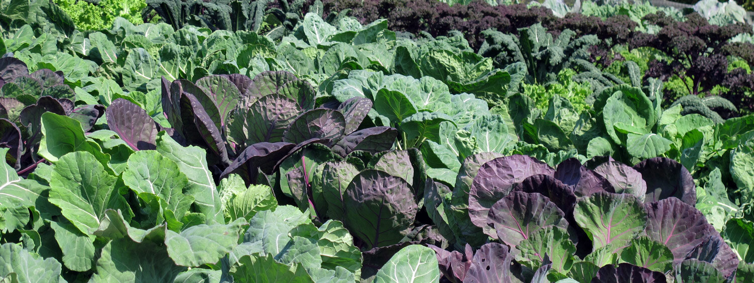 Field of different green and purple-red cabbages