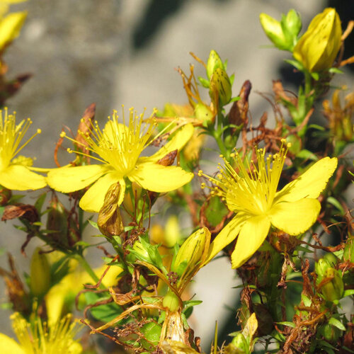 St John’s wort (Hypericum perforatum) with yellow flowers and buds