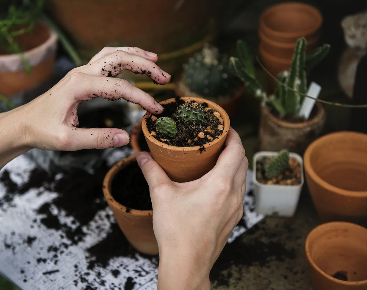 How to Grow Cacti from Seed
