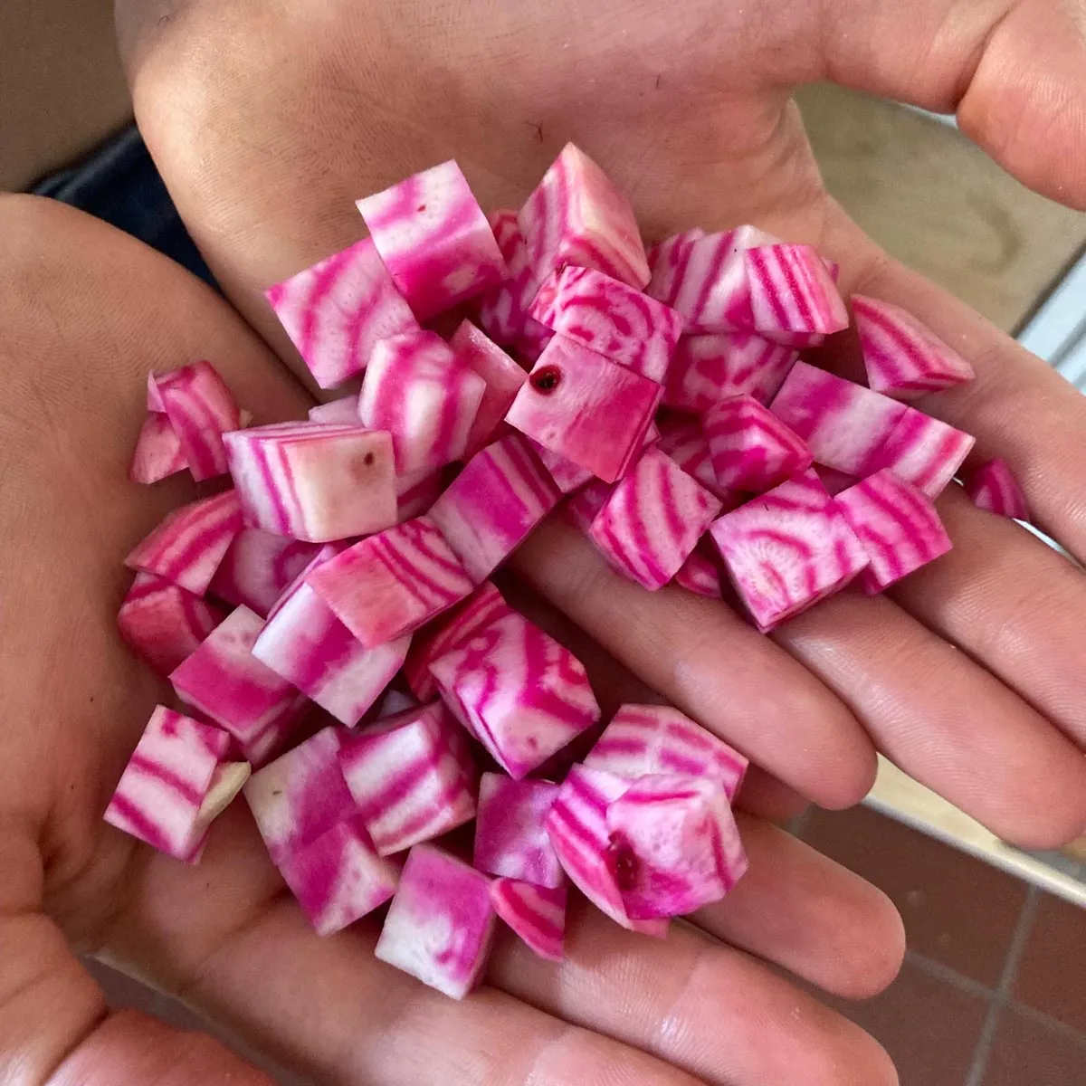Rote Bete 'Tonda di Chioggia' (Beta vulgaris) Samen