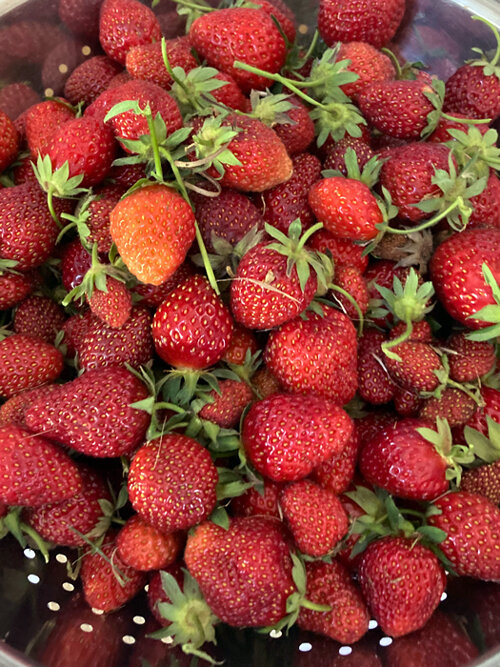 Freshly picked strawberries in a colander