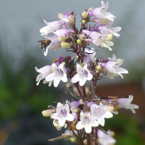 Beardtongue 'Mystica' with white and lilac bell-shaped flowers and a bee