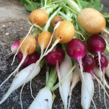 Freshly harvested radishes in yellow, red and white