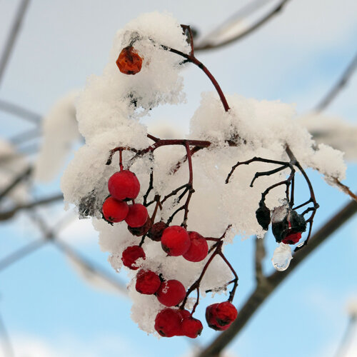 Red berries covered in snow on bare twigs against a blue winter sky