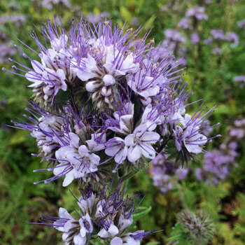 Lilac flower head of Lacy Phacelia (Phacelia tanacetifolia)