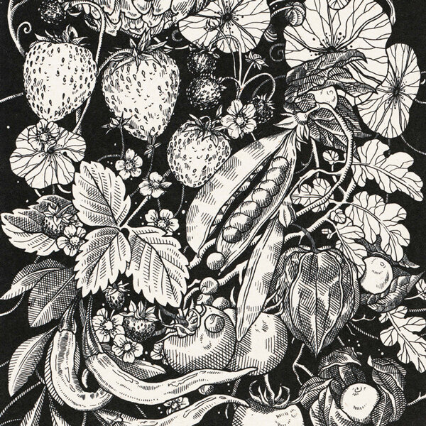 Black and white illustration of strawberries, pea pods, chillies, physalis and tomatoes