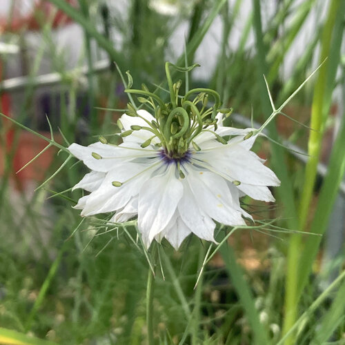 White love-in-a-mist flower (Nigella damascena) with finely divided bracts
