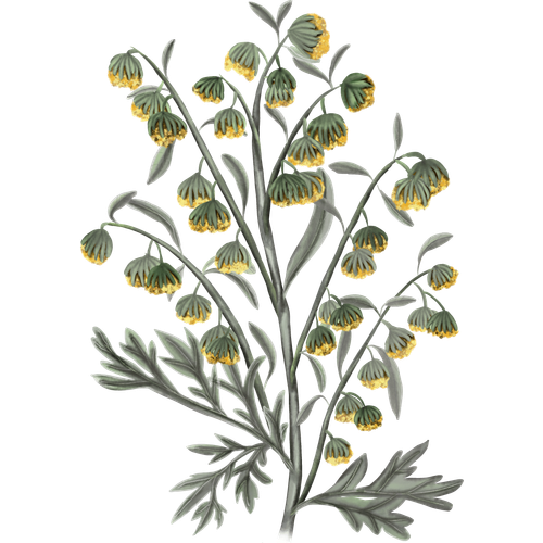 Artemisia Varieties