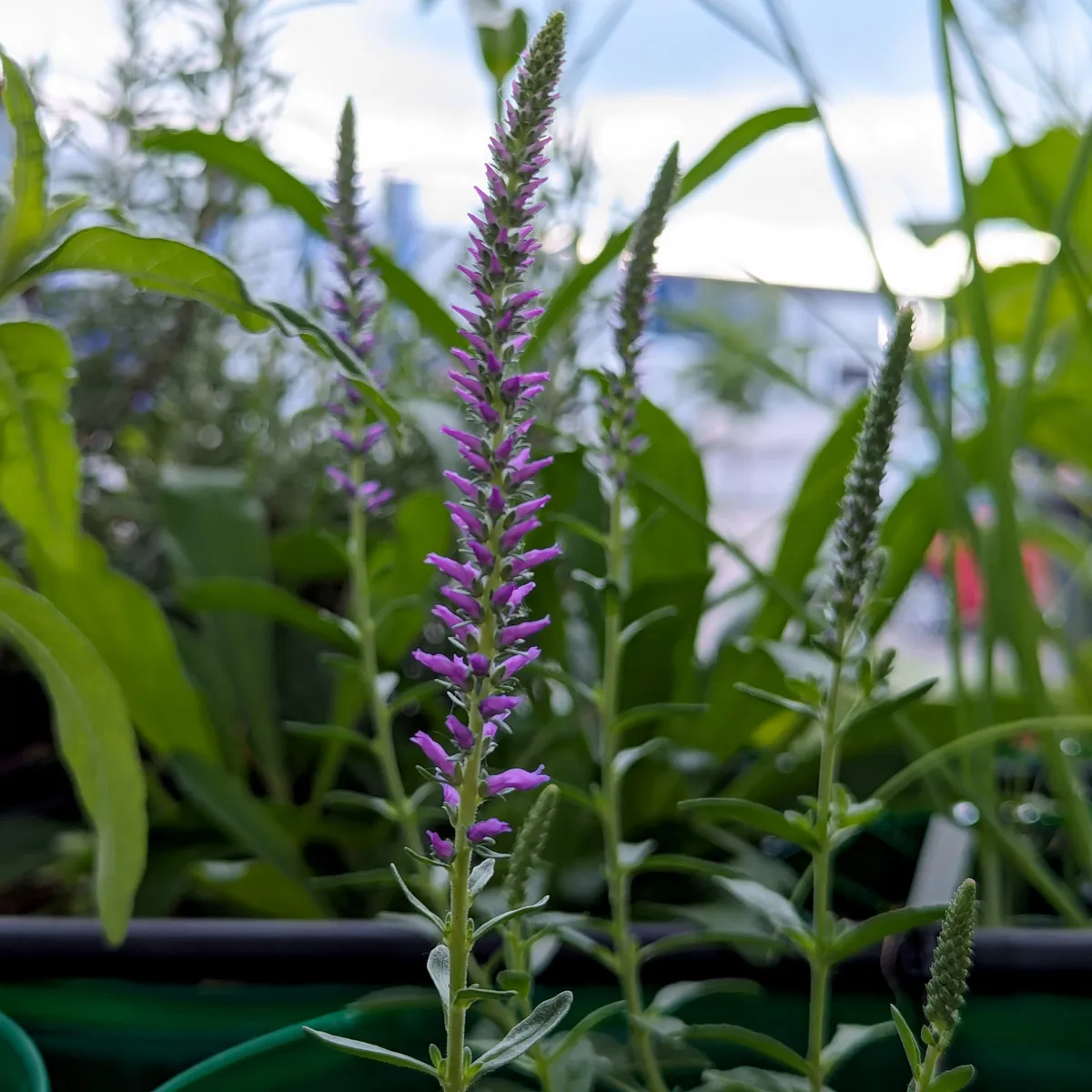 Ähriger Ehrenpreis (Veronica spicata) Samen