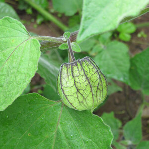 Physalis with a green, lantern-like husk on the plant